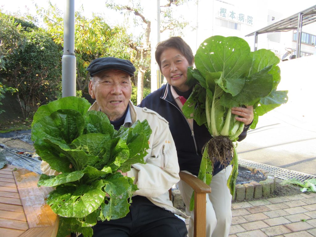 大根の収穫（ｈ29.12.7）