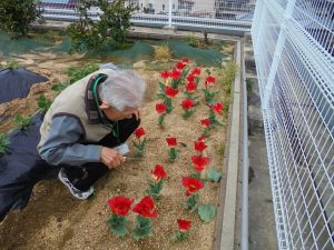 咲いた咲いた～チューリップの花が～(^^♪