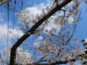 お花見に行きました