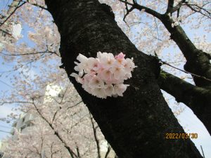 お花見日和（3月30日）