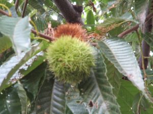 初物　栗　頂きました🌰　2020/09/17