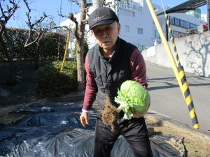 畑のキャベツが獲れたので😄　令和4年2月22日