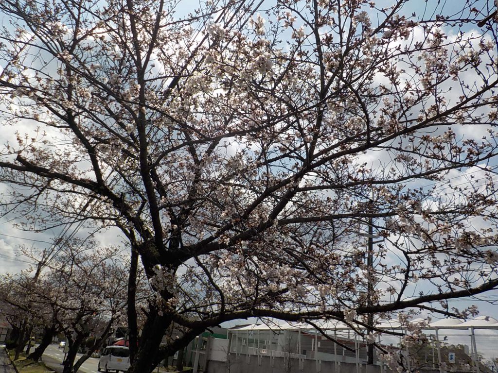 コロナ禍の桜🌸(令和3年3月末日）