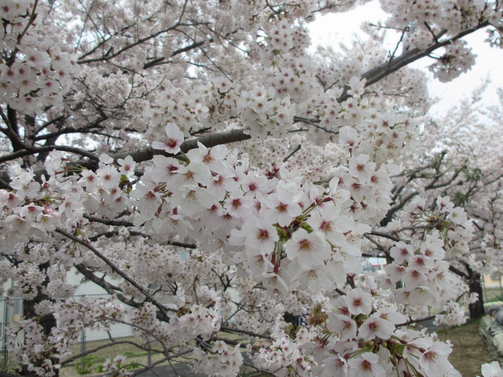 満開の桜と笑顔（令和4年4月前半）