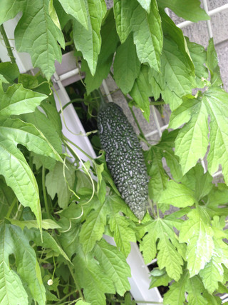 梅雨も終わり、いよいよ夏。