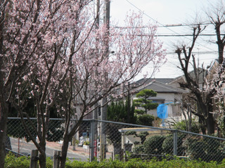 散策に行ってきました～（平成28年3月20日）