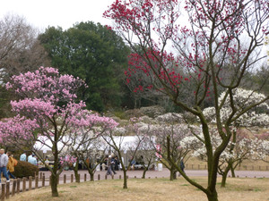 ただ今梅の花満開（*^_^*）H26・3・1（土）