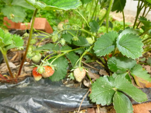 Photo_3