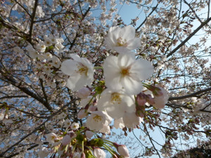 さくら咲きました～♪(平成27年3月30日）