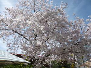 さくら満開！！平成28年4月9日