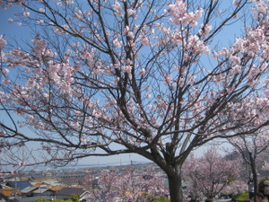 お花見 in 狭山池 Ｈ29.4.4