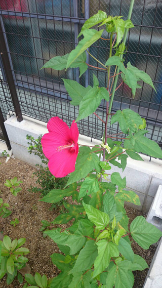 優雅に咲きました☆（平成２８年７月２日）