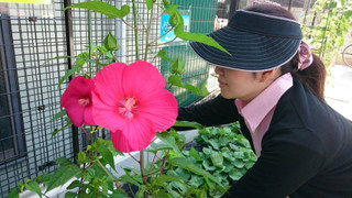 もうひとつのタイタンビカス♪（平成２８年７月７日）