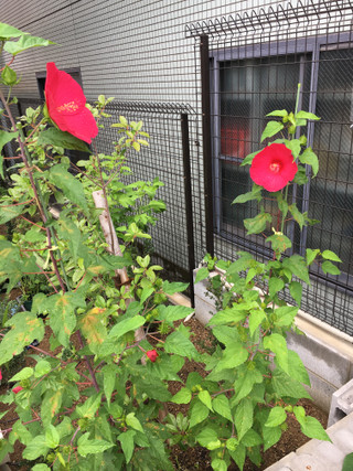 追加のお花が届きました！（平成２８年７月１７日）