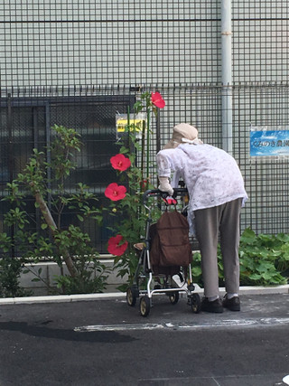 お花の数を数え中～（平成２８年７月２８日）