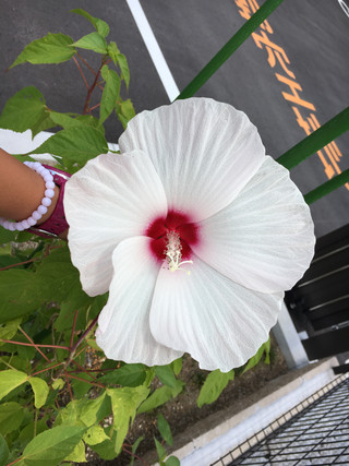 幸せの花♪（平成２８年８月７日）