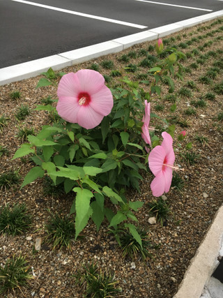 今日も３色　咲き乱れ～♪（平成２８年９月１６日）