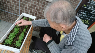 かぶの芽がどんどん増えてます！（平成２８年１０月２日）