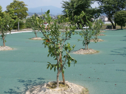 ◇みかん農園も完成◇(平成２６年６月２６日）