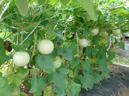 梅雨明けは　いつ？？（平成２６年７月６日）