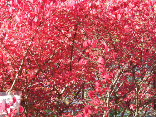 ☆花の文化園でゆっくり・・・（平成２６年１１月３０日）