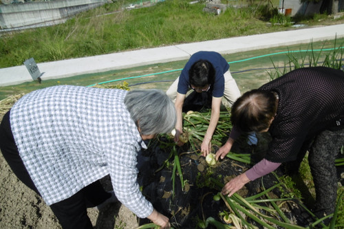 新玉ねぎ収穫しました。（ｈ27.4.22）