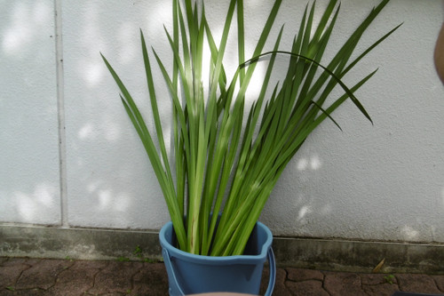 菖蒲湯で厄除け（H27.5.5）