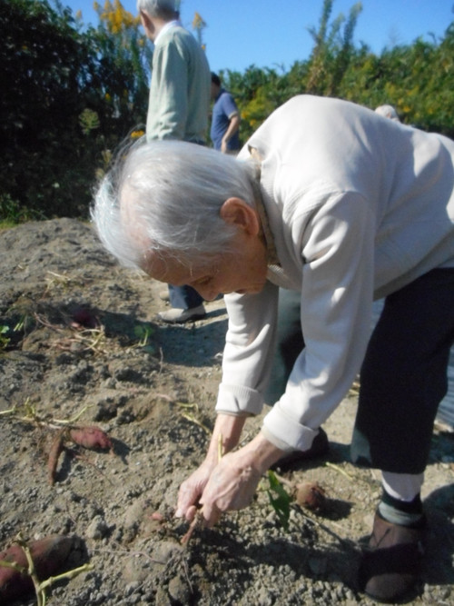 さつまいも収穫♪(平成２７年１０月１８日）