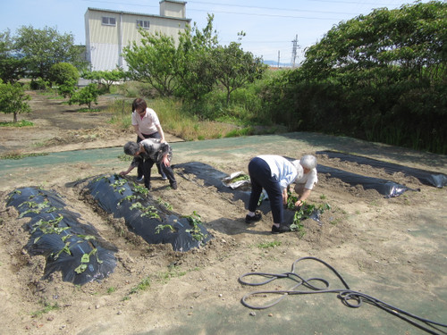 サツマイモの苗植え