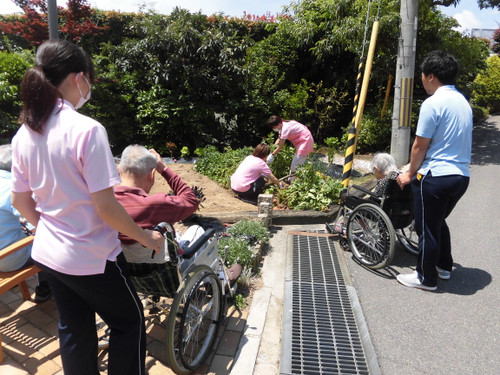 ☆じゃがいも収穫(平成２９年６月３０日）☆