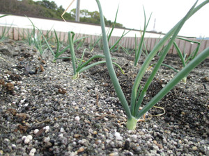 もず陵南菜園　その後♪♪