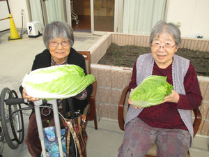 立派な白菜ができましたヽ(^o^)丿