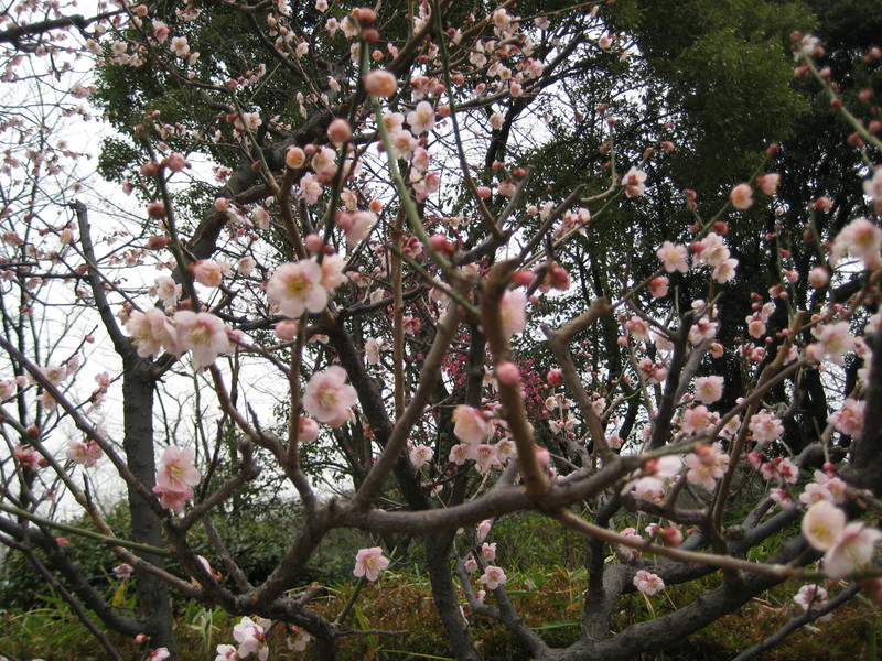 梅は咲いたか♪桜は…（Ｈ24年3月17日　ひなた）