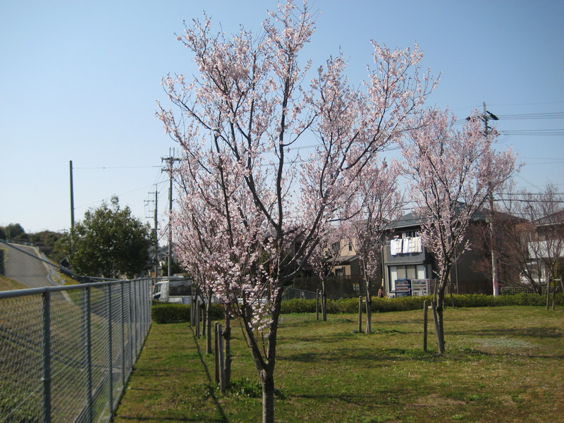 花見の下見？！（Ｈ24年3月29日　ひなた）