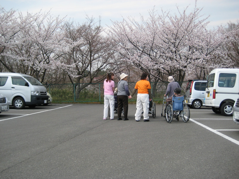 やっとお花見！！（Ｈ24年4月9日　ひなた）