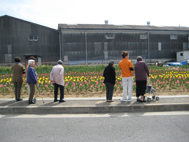 咲いた♪咲いた♪チューリップの花が（Ｈ24年4月15日　ひなた）