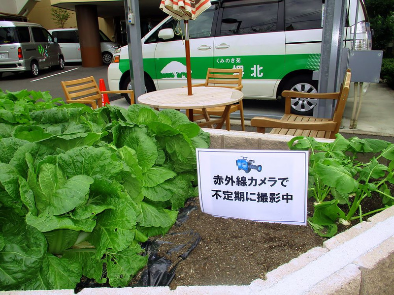 一生懸命作った野菜が・・・