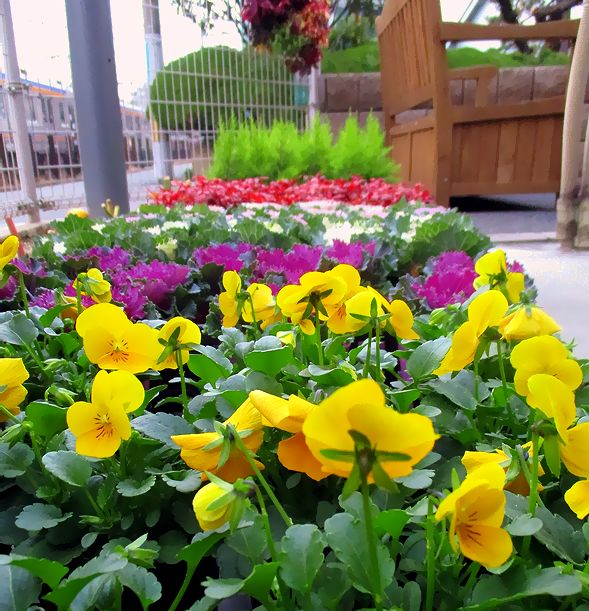 堺北フラワースペースに春の花を植える^^♪