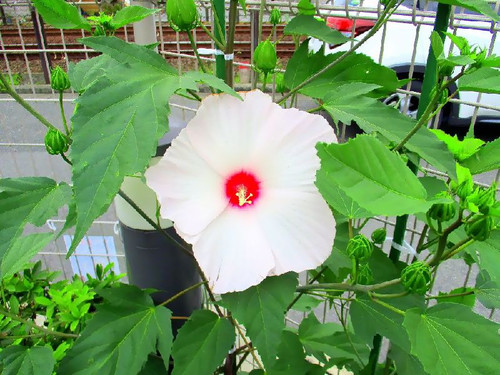 タイタンビカスという大輪の花が咲いたよ…(^_−)−☆