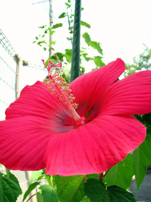 続太陽に向かって咲く花！！