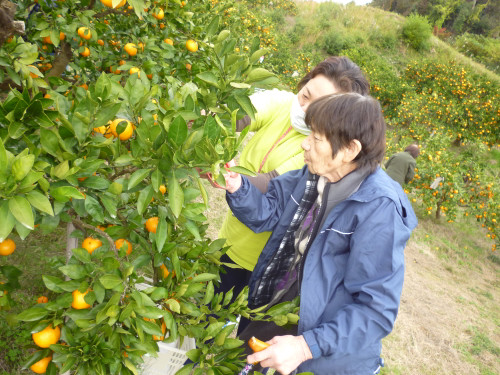 ☆　みかん狩りに、行ってきました・・・　☆