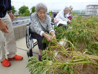 じゃがいも収穫♪♪