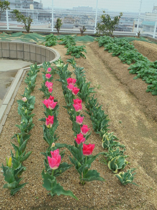 デイサービス　チューリップの花が～♪