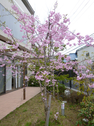 荒山公園・舟渡池公園へお花見に行ってきました！