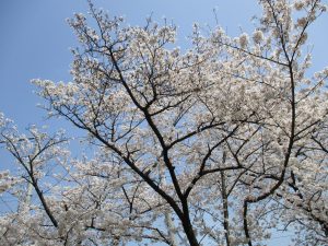 お花見に行きました！（平成３０年３月２９日）