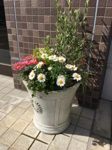 お花（・。・）！　（平成３０年４月１３日）