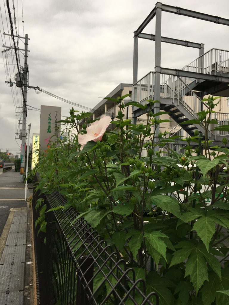 咲きました！！！（平成３０年６月２１日）