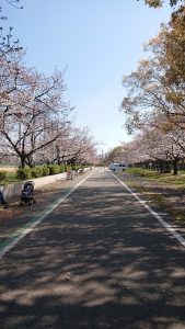 花見（平成３１年４月１０日）