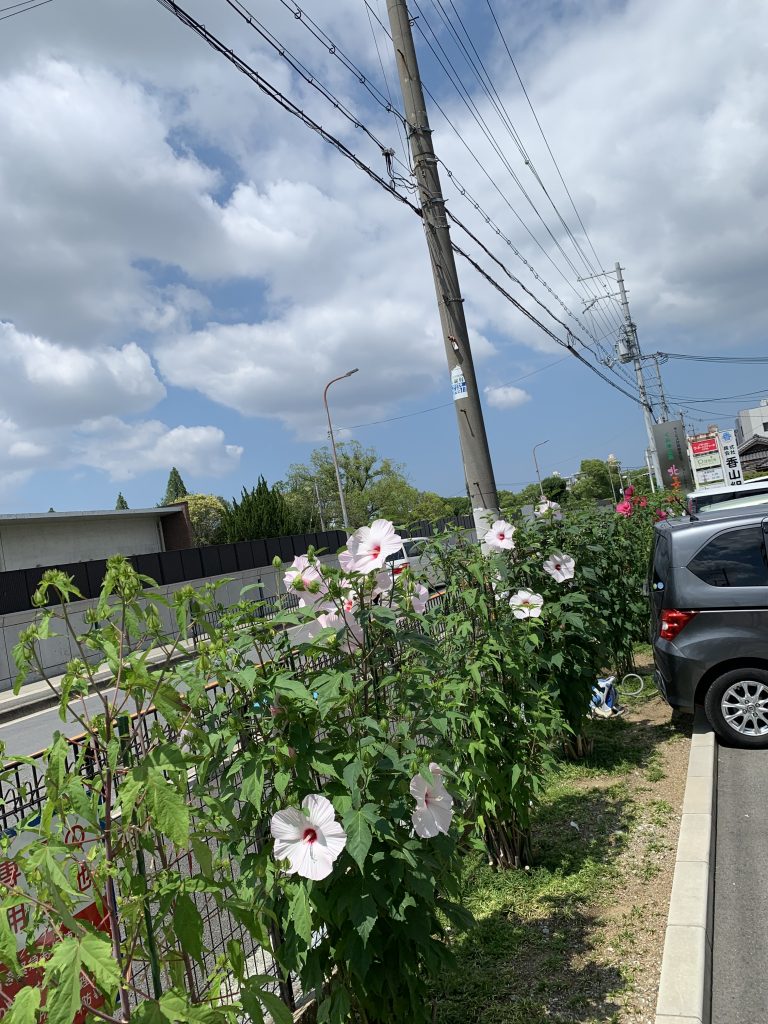 ３色のタイタンビカス！（令和１年７月７日）