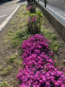 今年も期待！！（令和２年５月８日）